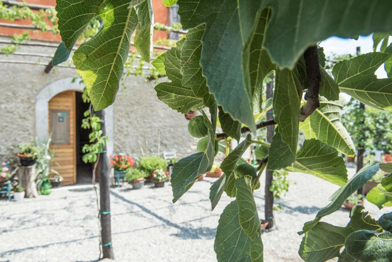 B&B Rifugio Tra Gli Ulivi Campagna Eksteriør bilde